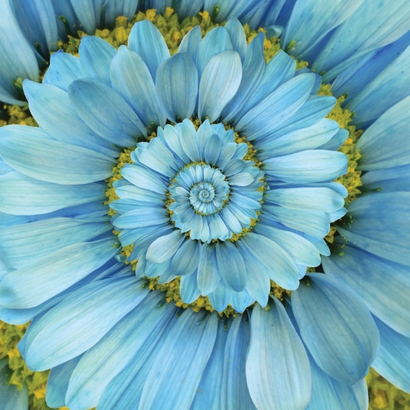 青い花：螺旋状に並べられた青い花びら A Blue Flower: Image of blue flower petals arranged in a spiral pattern.
